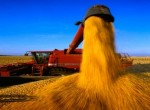 Federação do PR pede ao governo federal apoio à venda de milho.