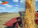Brasil poderá bater mais recordes na safra de milho quando superar desafios de logística e armazenagem, diz Abramilho