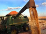 Segunda safra de milho deve ter mais de 17 milhões de toneladas.